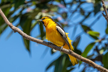 Bullock's Oriole
