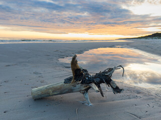 Driftwood on a beach on the Baltic Sea coast