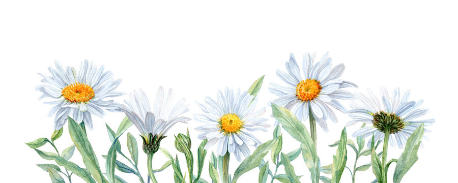 watercolor daisies, white petals, yellow centers