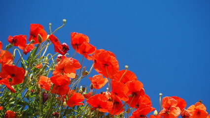 Mohn vor blauem HImmel