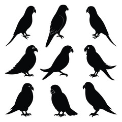Set of Parakeet black Silhouette Vector on a white background