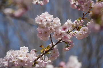 八重桜の美