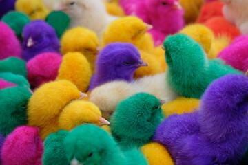 colorfully painted chicks. pets. popular in Asia. purple, green, yellow, orange, blue, red chicks.