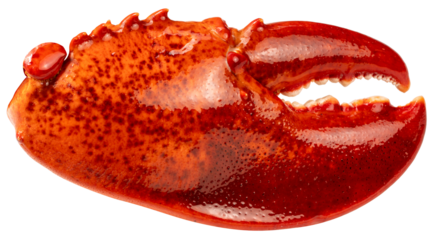 Red Cooked Claw Lobster isolated on white, Steam Canadian lobster isolated on white background PNG File.