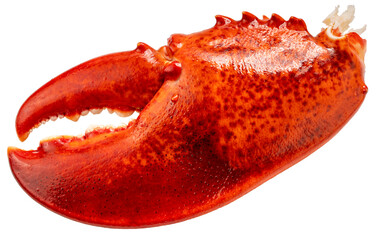 Red Cooked Claw Lobster isolated on white, Steam Canadian lobster isolated on white background PNG...