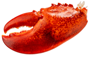 Red Cooked Claw Lobster isolated on white, Steam Canadian lobster isolated on white background PNG File.