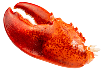 Red Cooked Claw Lobster isolated on white, Steam Canadian lobster isolated on white background PNG File.