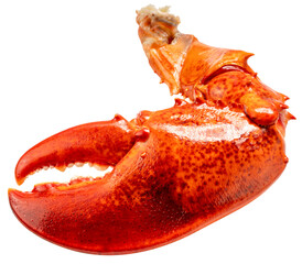 Red Cooked Claw Lobster isolated on white, Steam Canadian lobster isolated on white background PNG...