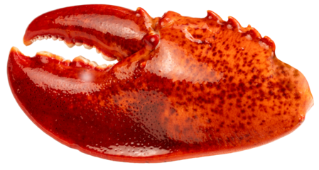 Red Cooked Claw Lobster isolated on white, Steam Canadian lobster isolated on white background PNG File.
