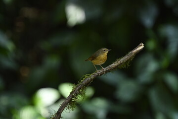 The Indian blue robin (Larvivora brunnea)