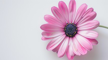 Obraz premium A flower on a white background