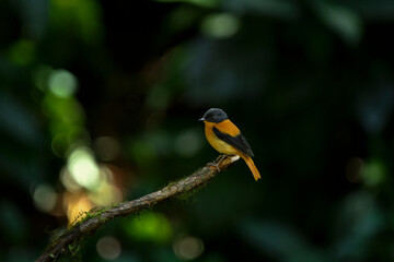 Fototapeta premium The black-and-orange flycatcher (Ficedula nigrorufa)