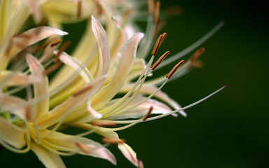 Obraz premium close up of white spider lily