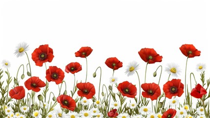 Chamomile and red poppies on a white background