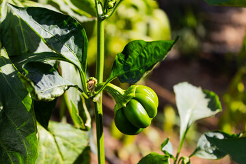 Green bell pepper hanging on tree in the plantation, can be eaten fresh or cooked.