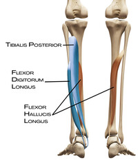 Shin of the deep front line - tibialis posterior, flexor digitorum longus , flexor hallucis longus