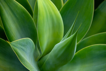 Soft leaved “Agave attenuata“ is native to the arid regions of the Americas. Succulent and...