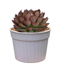 Red echeveria succulent houseplant in pot isolated on white background for graphic design on small...