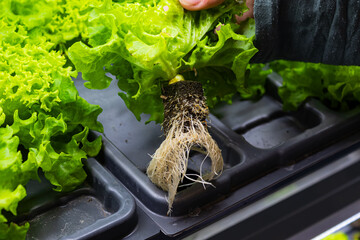 Bed with different types of lettuce, vegetable garden, vertical