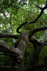 Sendero, bosque con árboles