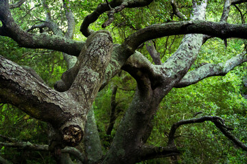Sendero, bosque con árboles