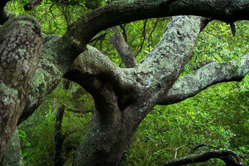 Sendero, bosque con árboles