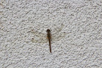 Large white-faced darter, a dragonfly sits on a white wall