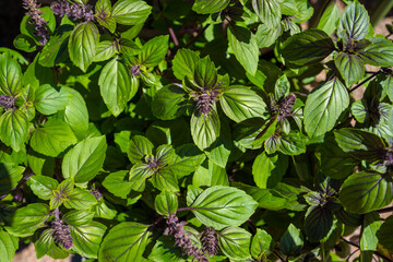 Blue Moon Basil Plant in bright sunlight.