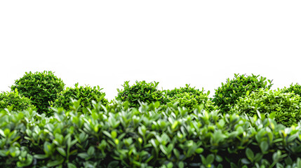Green garden bushes  white background