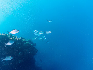 Fototapeta premium キビナゴの大群を襲う迫力あるカンパチとツムブリ（アジ科）の群れ。日本国静岡県伊豆半島賀茂郡南伊豆町中木から渡し船で渡るヒリゾ浜にて。 2022年夏水中撮影。Greater Amberjack (Seriola dumerili) and Rainbow Runner (Elagatis bipinnulata) (horse mackerel family) attacking a lar