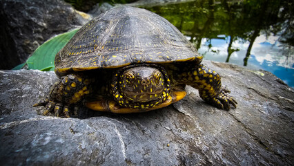 Europäische Wasserschildkröte auf einem Stein im Garten