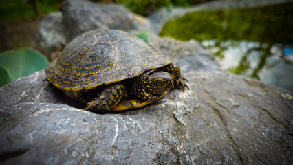 Fototapeta premium Europäische Wasserschildkröte auf einem Stein im Garten