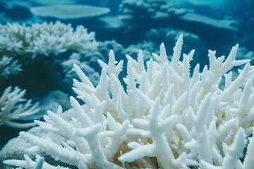 White bleached coral reef caused by rise in ocean temperature