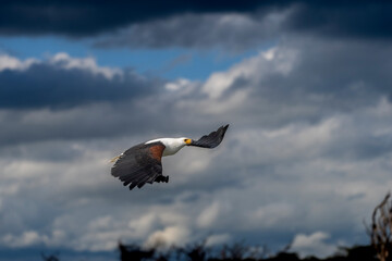 Naivasha national park, fish eagle hunting