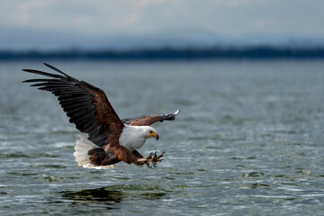 Naivasha national park, fish eagle hunting