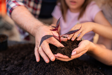 Close-up of a mother’s hands holding soil as father and daughter plant a young seedling together, embodying family collaboration and love for gardening.