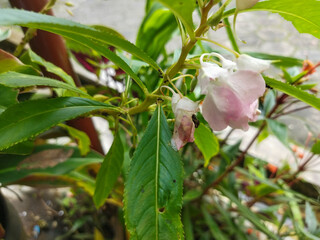 impatiens balsamina plant with white flowers