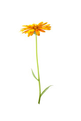 orange flowers of calendula on a white background
