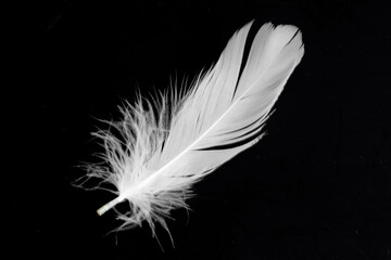 white feather of a goose on a black background