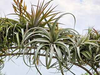 Succulent plant, Tillandsia capitata peach.