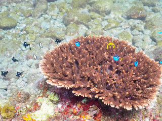 美しいテーブルサンゴと可愛いナンヨウハギ（ニザダイ科）、フタスジリュウキュウスズメダイ、ミツボシクロスズメダイ（スズメダイ科）、スミツキトノサマダイ（チョウチョウウオ科）他の幼魚の群れ。

日本国静岡県伊豆半島賀茂郡南伊豆町中木から渡し船で渡るヒリゾ浜にて。
2022年夏水中撮影。
Palette surgeonfish (Fragtail surgeonfish), Reticulated Da