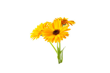 Obraz premium orange flowers of calendula on a white background