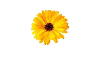 orange flowers of calendula on a white background