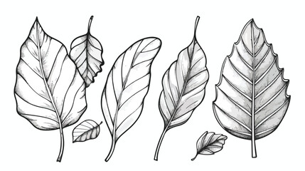 Leaves vector Four . Doodles sketch leaf. Hand drawn