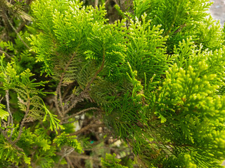 Platycladus plants are widely planted in cold areas