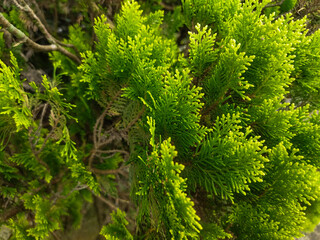 Platycladus plants are widely planted in cold areas