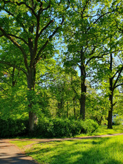 Deciduous forest, footpath leads to a bridge over a swamp, reeds, trees, grass