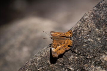 Sahyadri Black Prince (Rohana parisatis)