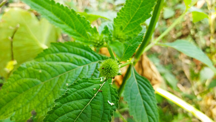 The wild hyptis capitata plant has round flowers
