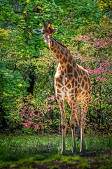 Giraffe Amidst Vibrant Greenery and Colorful Flowers